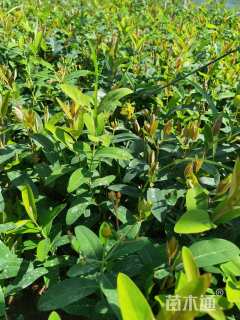 高度25厘米金丝桃