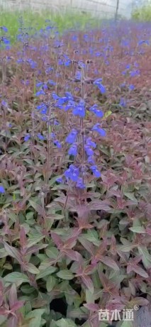 高度40厘米鼠尾草