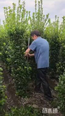 高度150厘米大叶黄杨柱