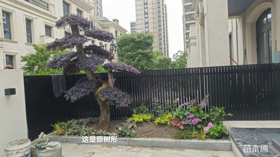 高度350厘米红花继木