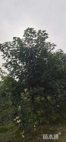 12公分澳洲火焰木