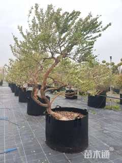 高度150厘米花叶香桃木