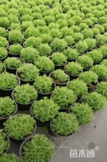 高度80厘米球柏