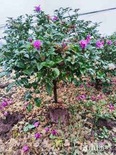 高度50厘米紫花三角梅