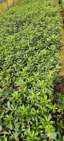 高度30厘米毛鹃