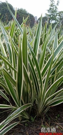 40厘米银边山菅兰