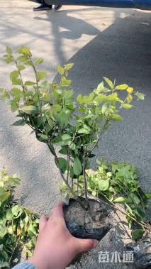 高度40厘米大花月季