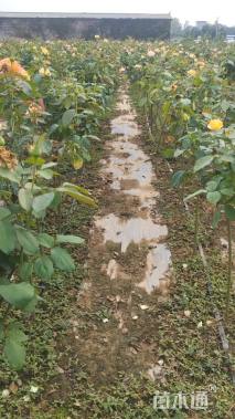 高度80厘米棒棒糖月季