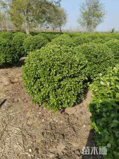 冠幅120厘米卫矛球