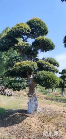 55公分造型榆树