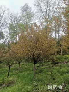 12公分日本晚樱