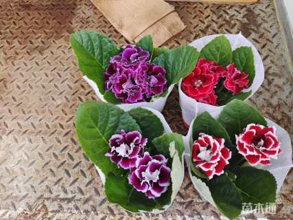 高度20厘米大岩桐