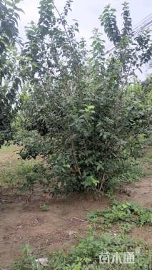 高度210厘米蜡梅