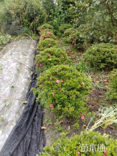 高度70厘米夏鹃