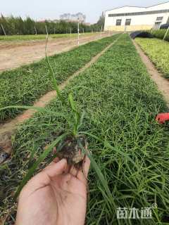 高度10厘米沿阶草