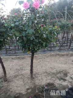 高度120厘米月季