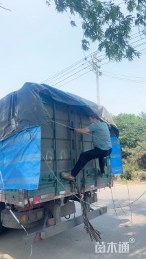 高度60厘米灯心草