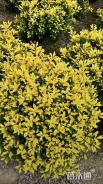 高度60厘米黄金枸骨