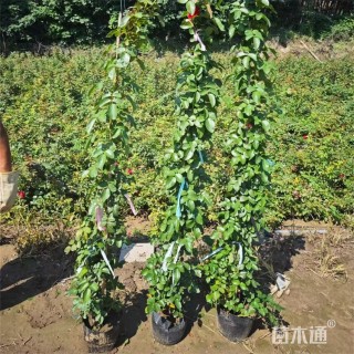 高度130厘米蔷薇