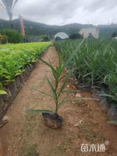 高度16厘米翠芦莉
