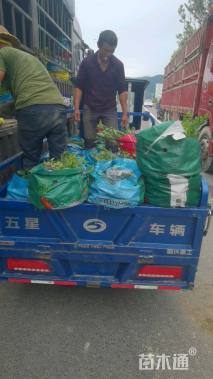 高度15厘米小叶栀子