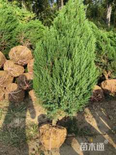 高度40厘米塔柏