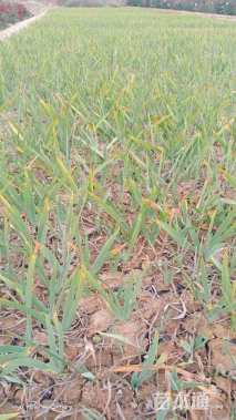 高度40厘米黄花鸢尾