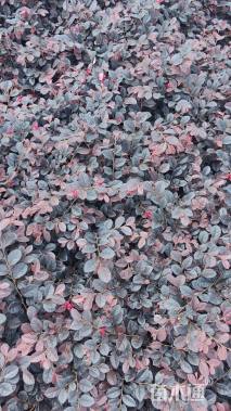 高度20厘米红花继木