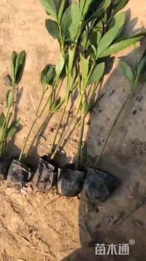 高度10厘米翠芦莉