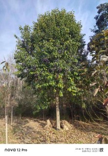 20公分大叶女贞