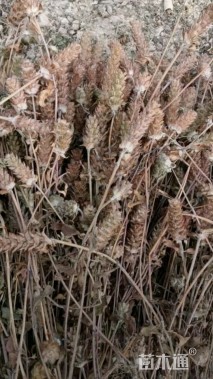 高度38厘米夏枯草