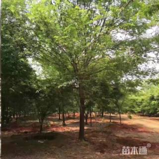 30公分榔榆