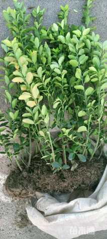 高度60厘米大叶黄杨