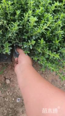 高度20厘米六月雪