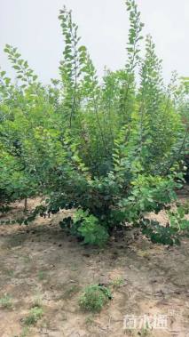 高度300厘米丛生蜡梅