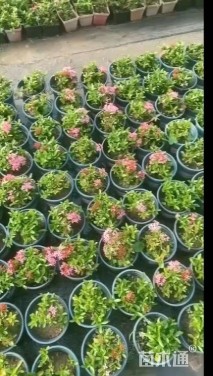 高度30厘米龙船花