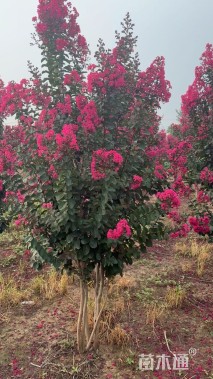 高度250厘米天鹅绒紫薇