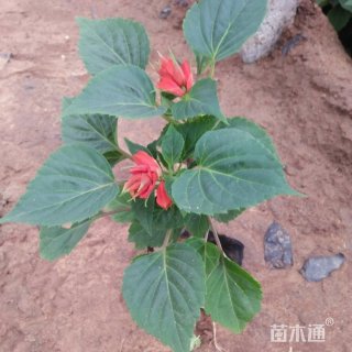 高度30厘米一串红