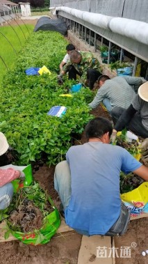 20厘米五叶地锦