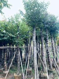 10公分海南蒲桃