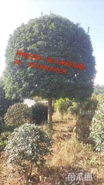 30公分(5杆)丛生朴树