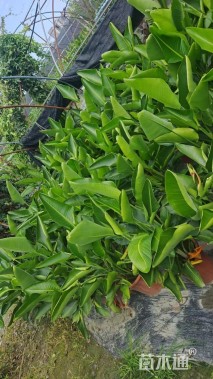 高度120厘米天堂鸟