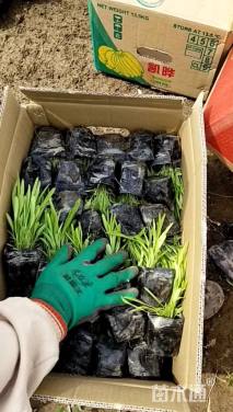 高度20厘米金鸡菊