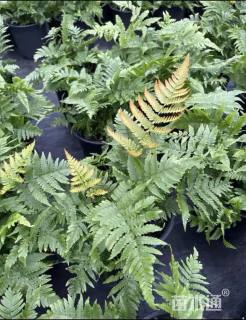 高度50厘米彩虹蕨