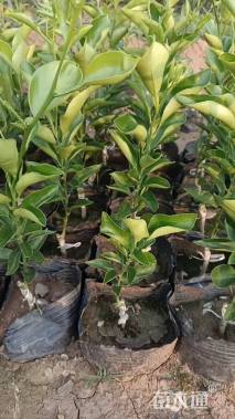 高度10厘米柑橘