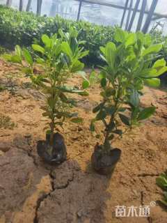 高度30厘米海桐