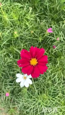 高度20厘米波斯菊