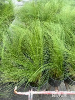 高度50厘米墨西哥羽毛草
