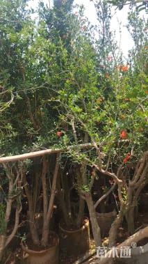 高度300厘米石榴