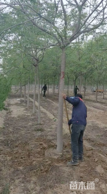 北栾